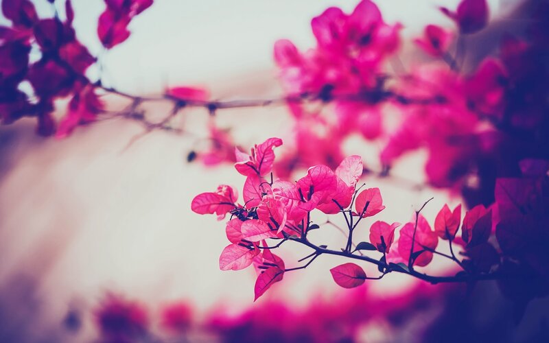 Pink Bougainvillea Flowers — Serene, Afternoon, Photograph, Branches