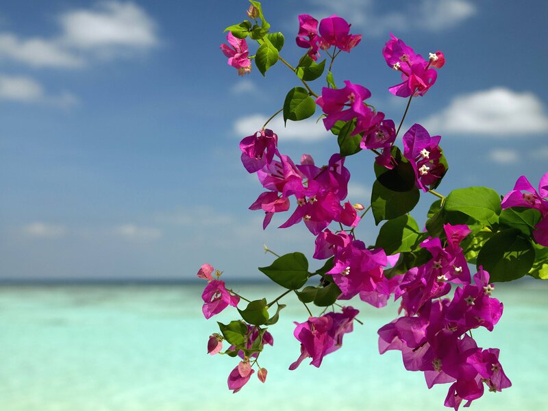 Pink Bougainvillea Flowers — Serene, Afternoon, Photograph, Ocean