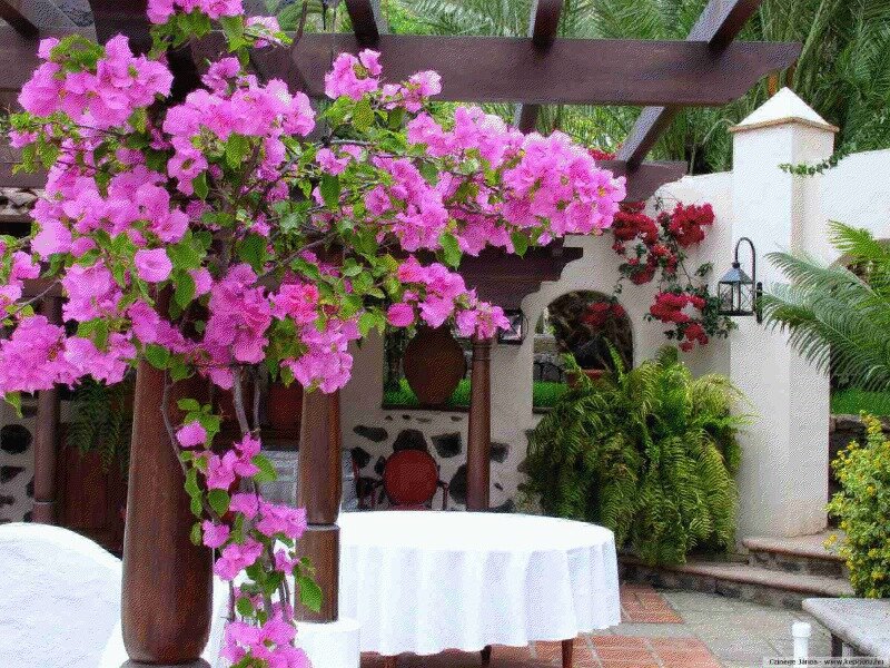 Pink Bougainvillea Flowers — Serene, Afternoon, Photograph, Table