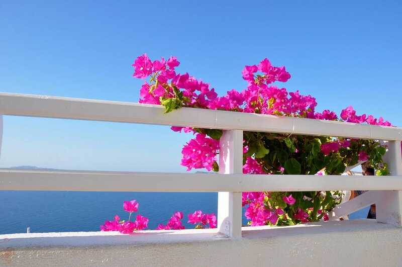 Pink Bougainvillea Flowers — Serene, Afternoon, Photograph, White Railing