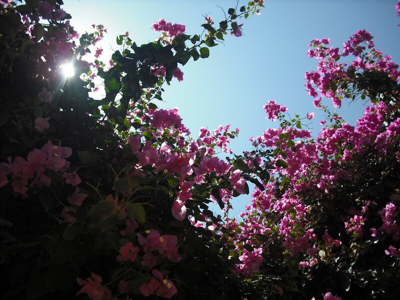 Pink Bougainvillea Flowers — Serene, Afternoon