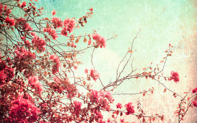 Pink Bougainvillea Flowers — Serene, Spring