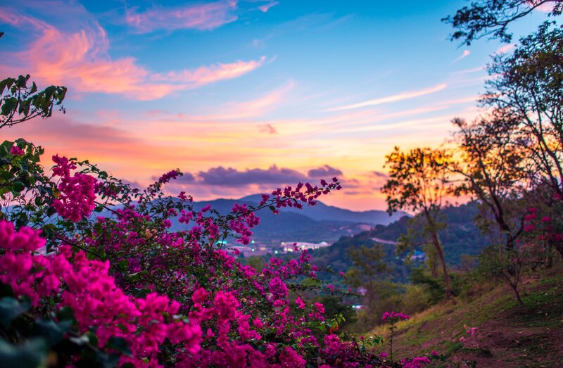 Pink Bougainvillea Flowers — Serene, Sunset, Photograph