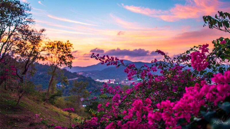 Pink Bougainvillea Flowers — Serene, Sunset