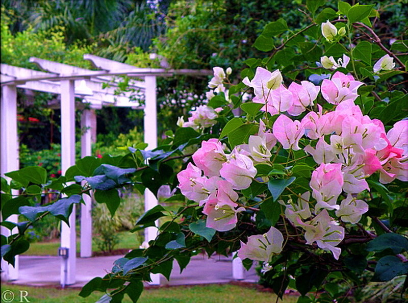 Pink Bougainvillea Flowers — Serene