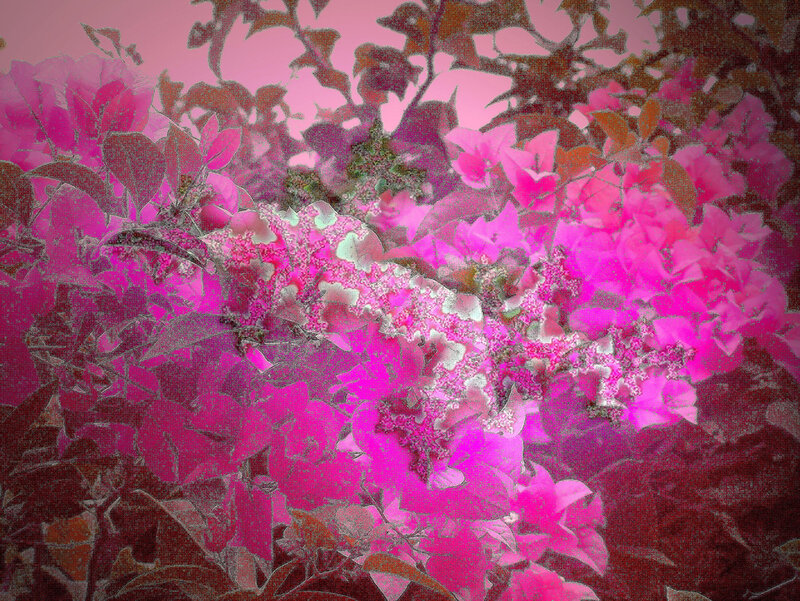 Pink Bougainvillea Flowers — Vibrant, Digital Art