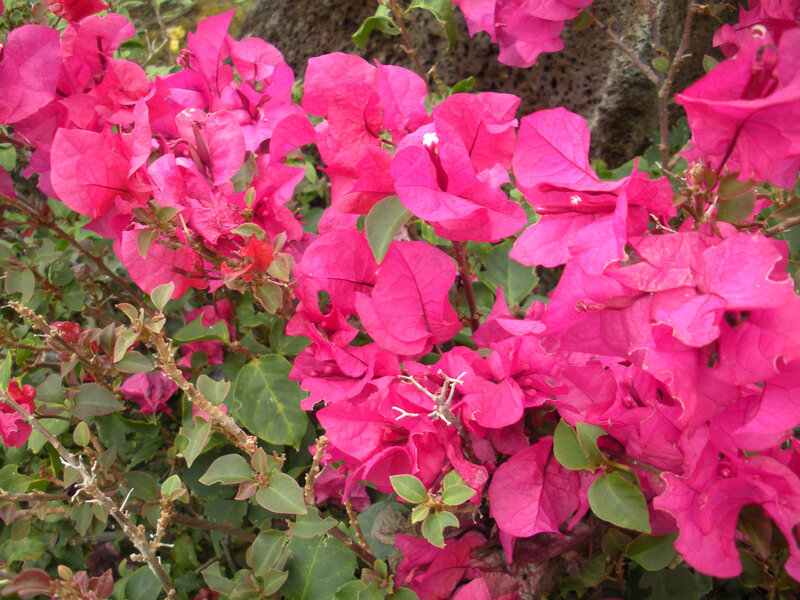 Pink Bougainvillea Flowers — Vibrant