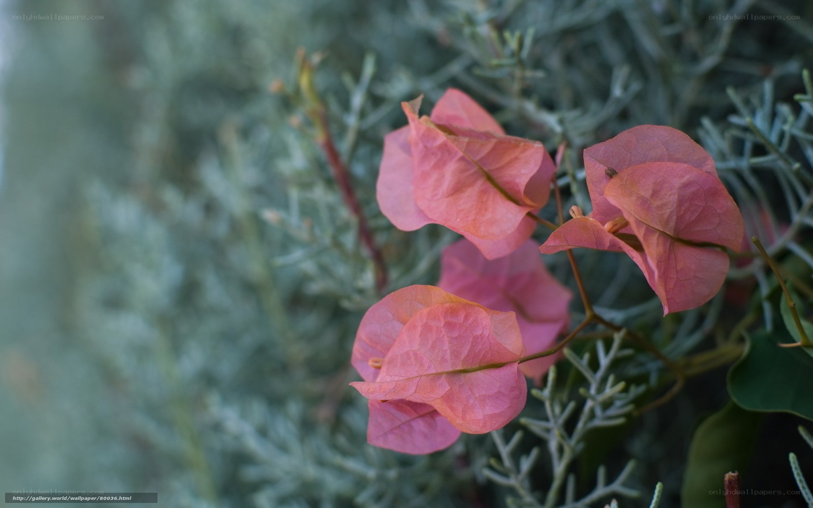 Pink bougainvillea flowers