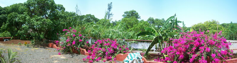 Pink Bougainvillea Garden