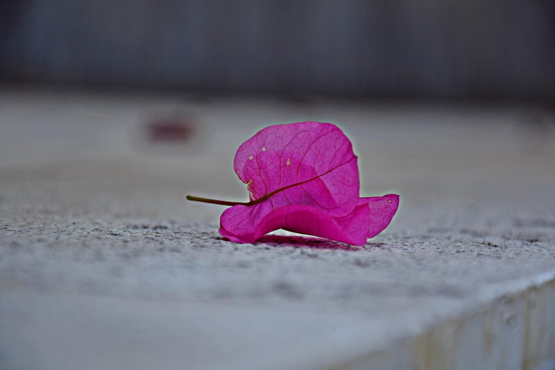 Pink Bougainvillea Leaf — Calm