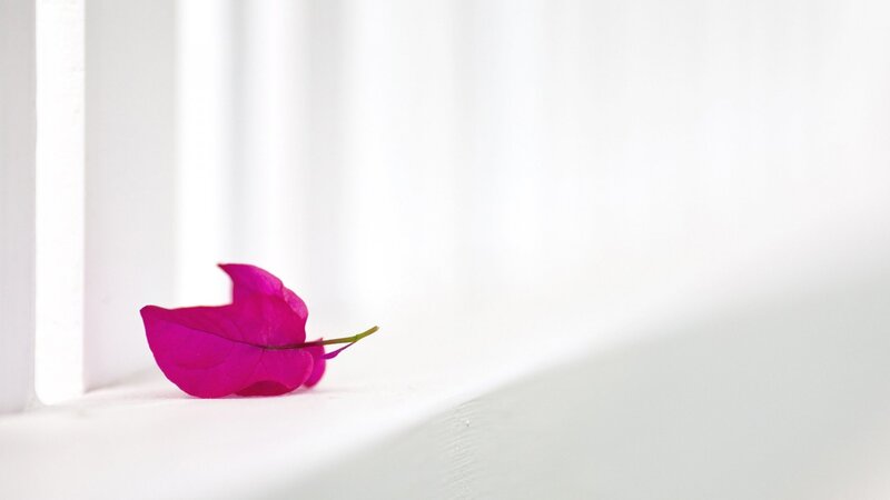 Pink Bougainvillea Leaf
