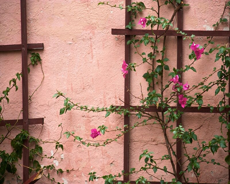 pink bougainvillea on a wall