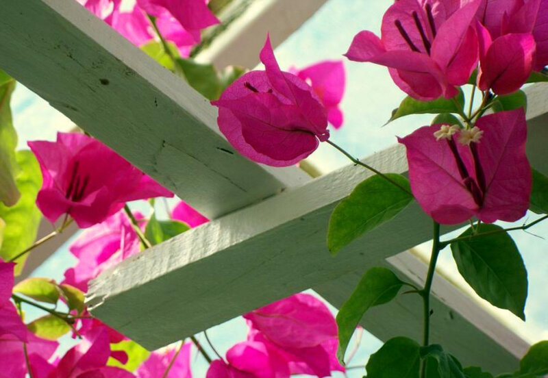 Pink bougainvillea on a white trellis