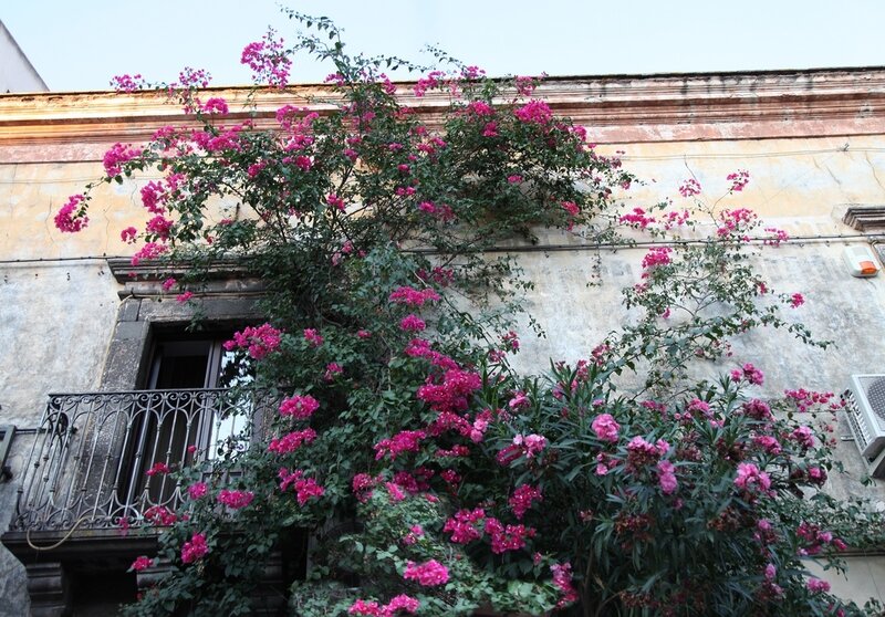 Pink Bougainvillea on Building