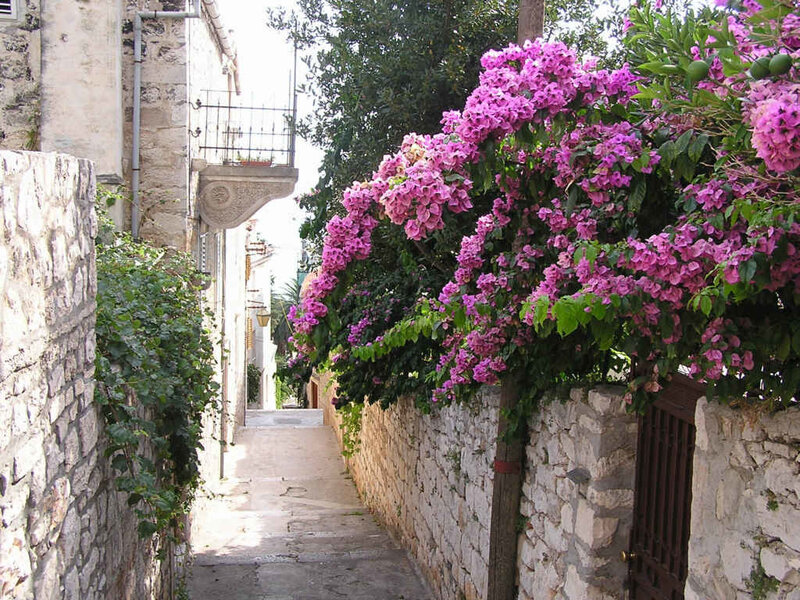 Pink Bougainvillea over Alley