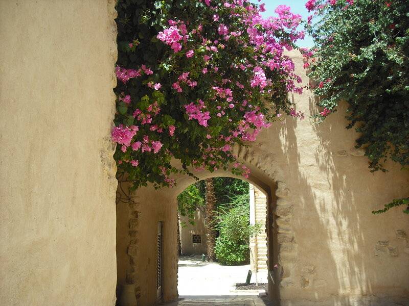 Pink Bougainvillea over Arch