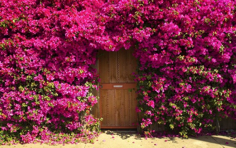 Pink Bougainvillea over Door — Magenta, Vibrant