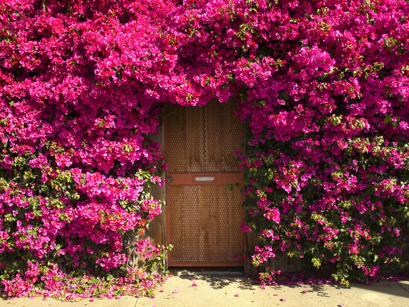 Pink Bougainvillea over Door