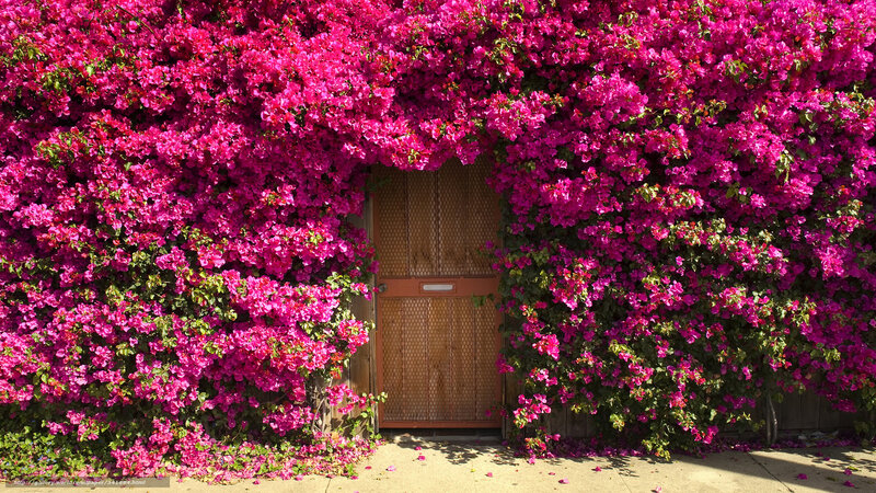 Pink Bougainvillea Wall