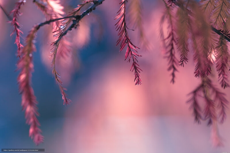 Pink Branches at Dusk