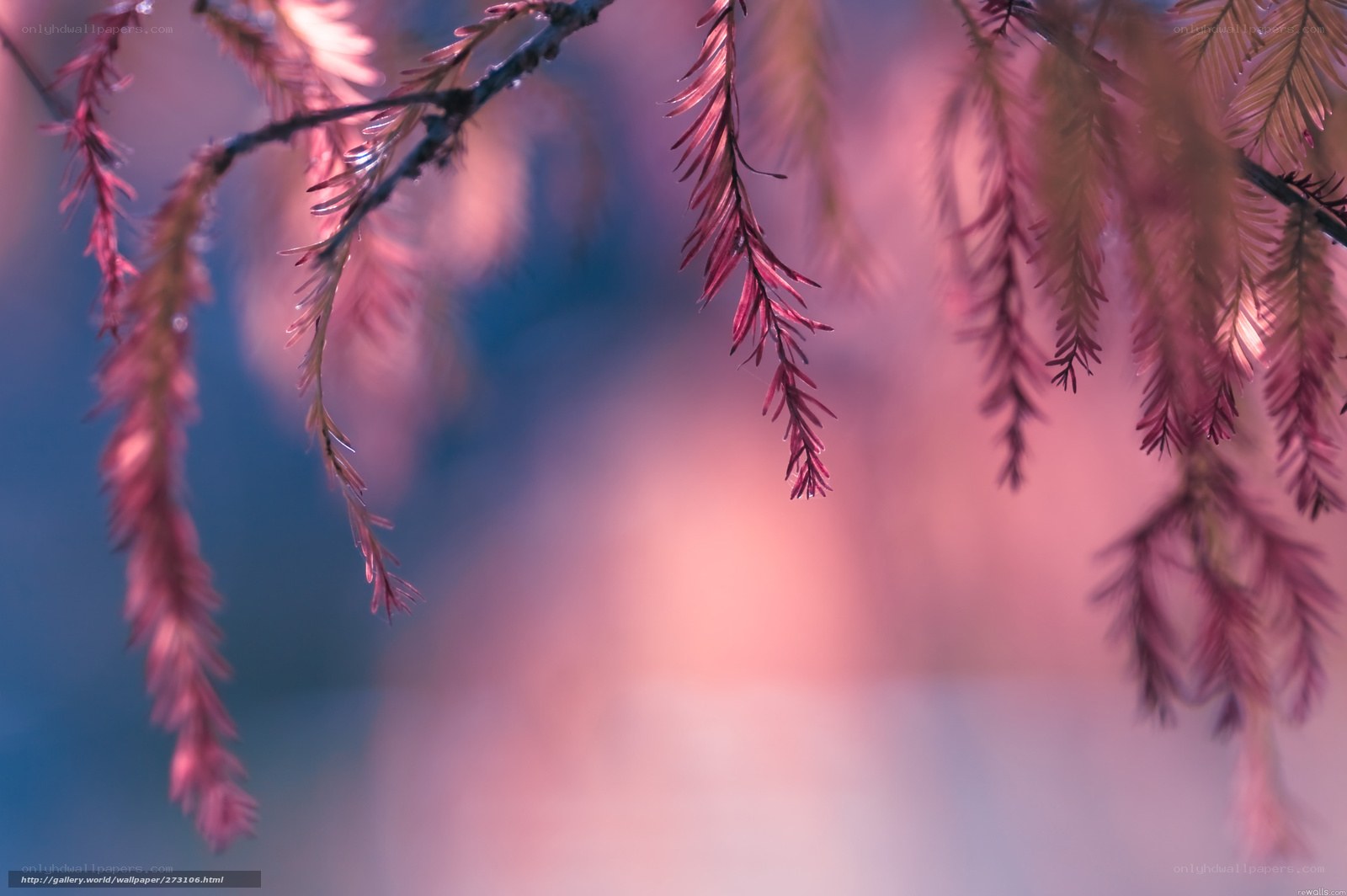 Pink Branches at Dusk