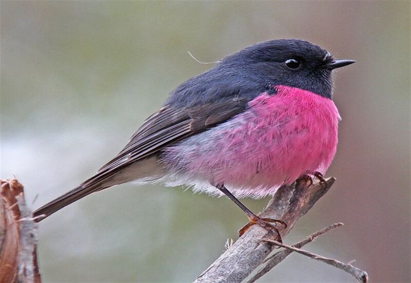 Pink-breasted Bird — Black