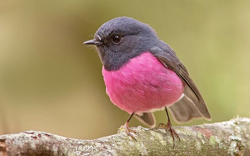 Pink-breasted Bird — Pink, Calm