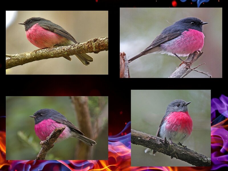 Pink-breasted Bird — Pink
