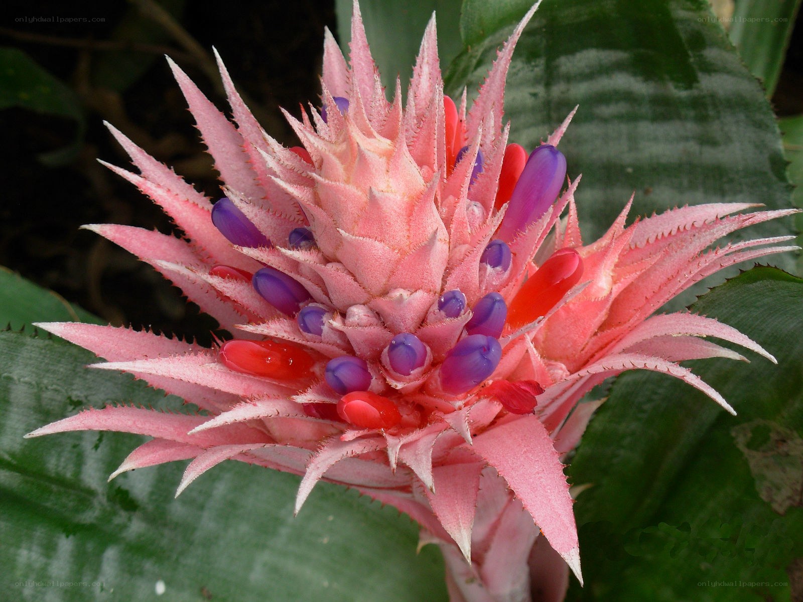 Pink bromeliad flower