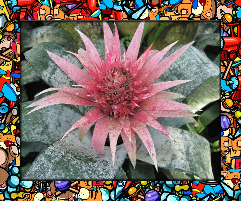 Pink Bromeliad Flower — Calm, Photograph, Plant