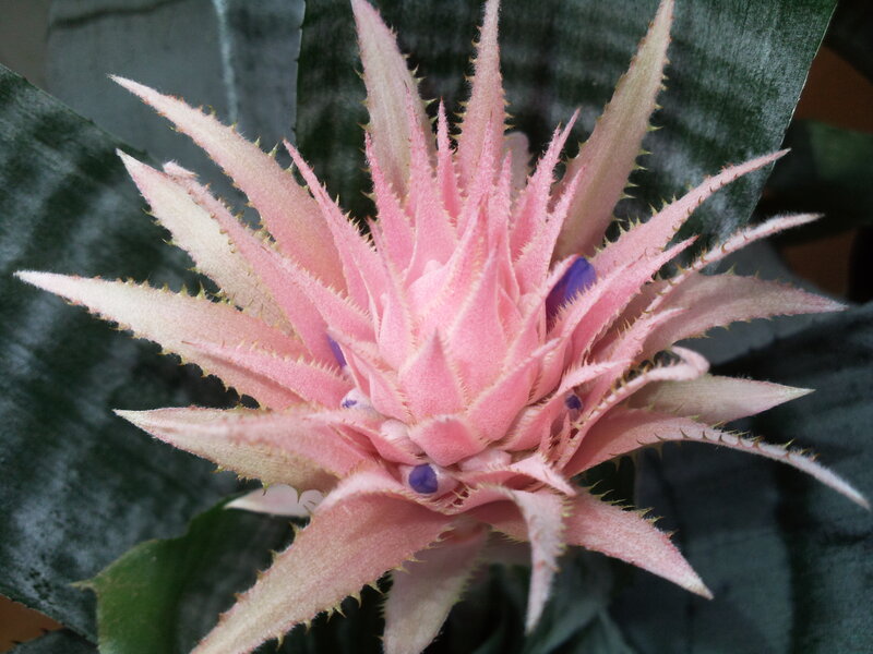 Pink Bromeliad Flower — Calm, Photograph