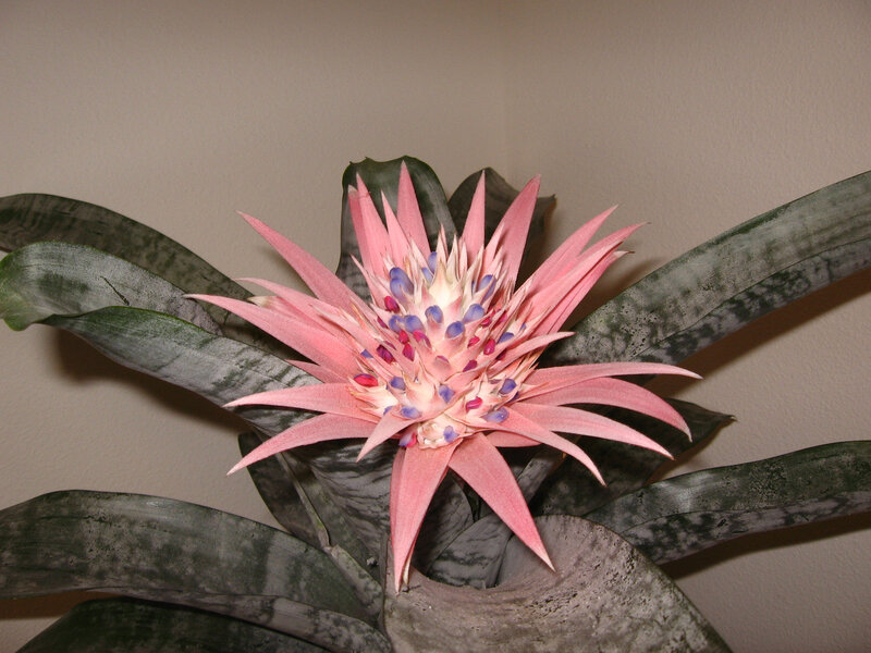 Pink Bromeliad Flower — Calm