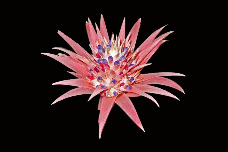 Pink Bromeliad Flower — Dramatic