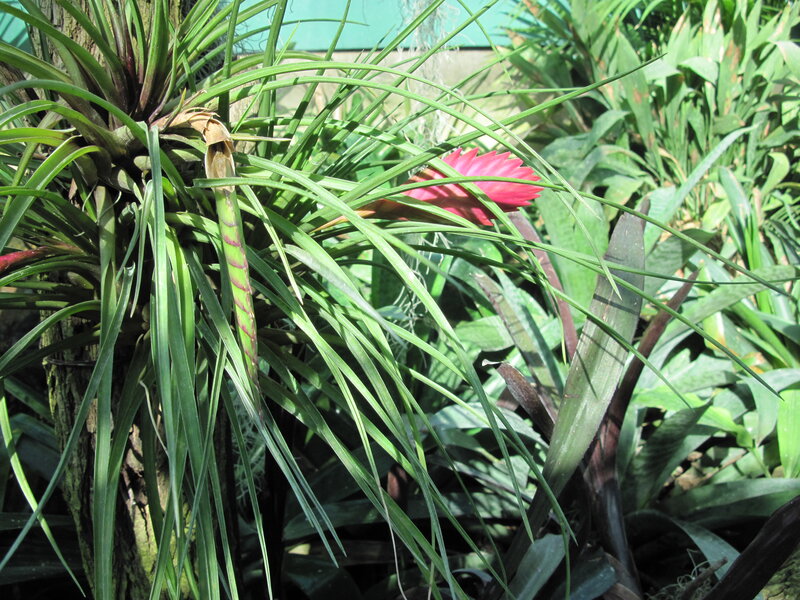 Pink Bromeliad Flower — Green, Natural, Afternoon