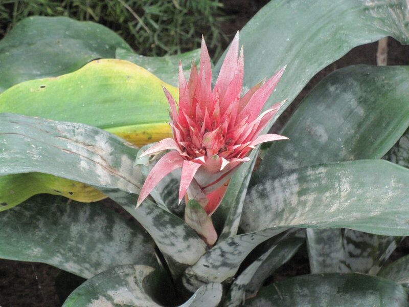 Pink Bromeliad Flower — Green, Natural, Photograph, Green Leaves