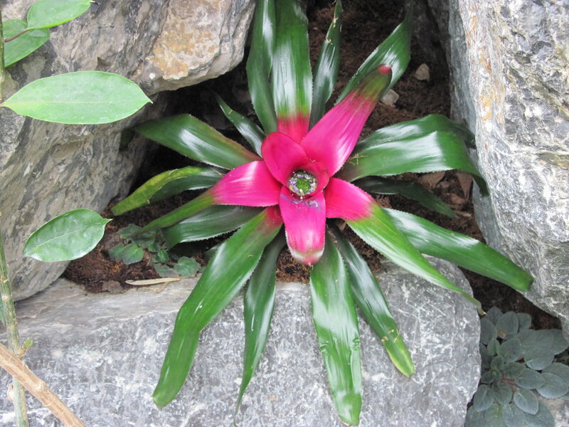 Pink Bromeliad Flower — Green, Natural, Photograph, Rocks