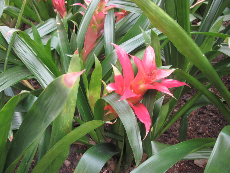 Pink Bromeliad Flower — Green, Natural, Photograph