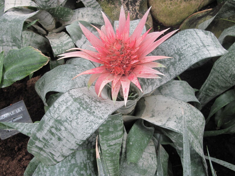 Pink Bromeliad Flower — Green, Natural