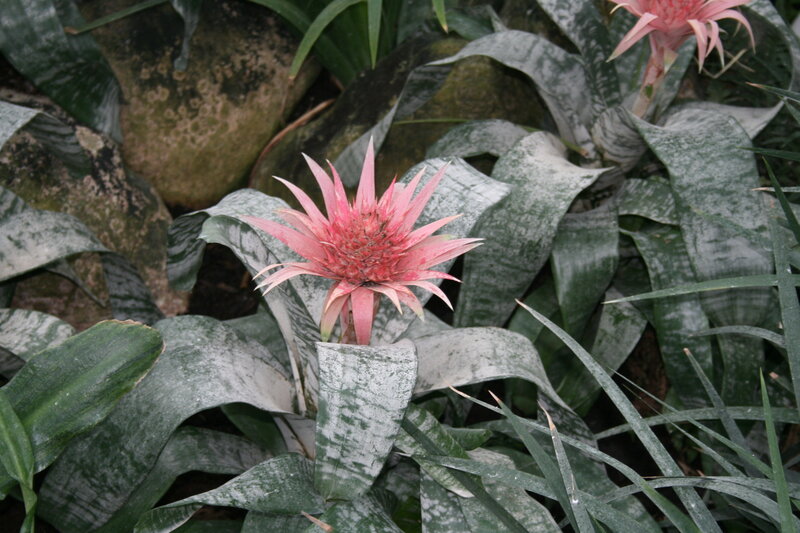 Pink Bromeliad Flower — Green