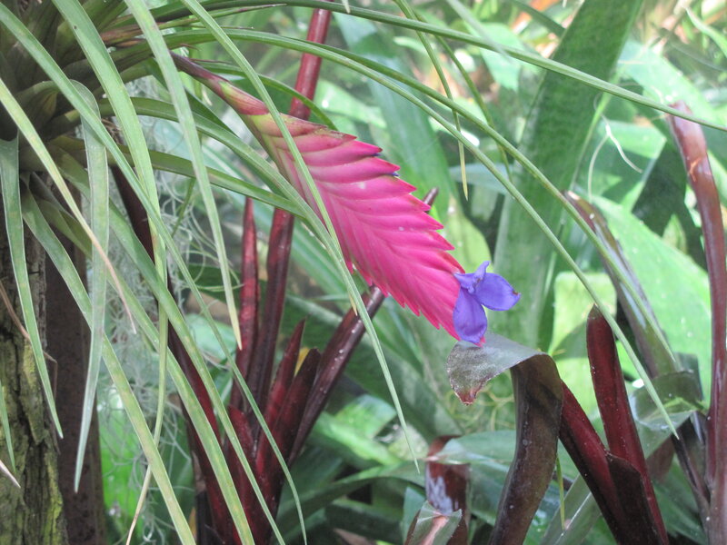 Pink Bromeliad Flower — Green, Tropical