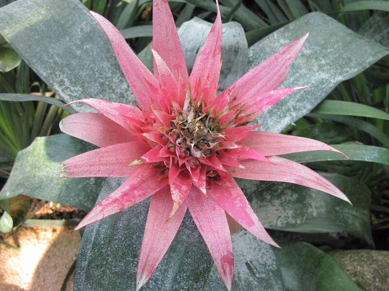 Pink Bromeliad Flower — Natural, Afternoon, Photograph, Green Leaves