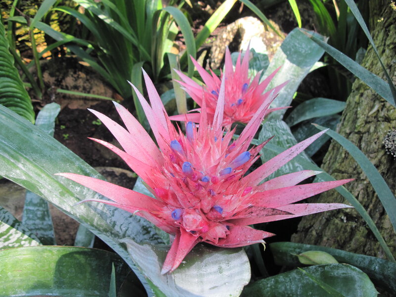 Pink Bromeliad Flower — Natural, Afternoon, Photograph, Green Leaves, Tree Trunk