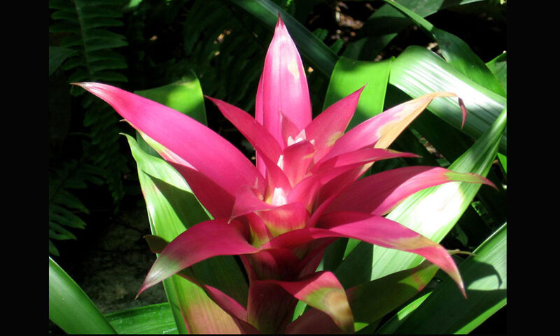 Pink Bromeliad Flower — Natural, Afternoon, Photograph