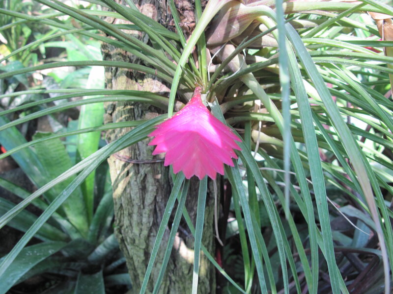 Pink Bromeliad Flower — Natural, Afternoon, Photograph, Tree Trunk