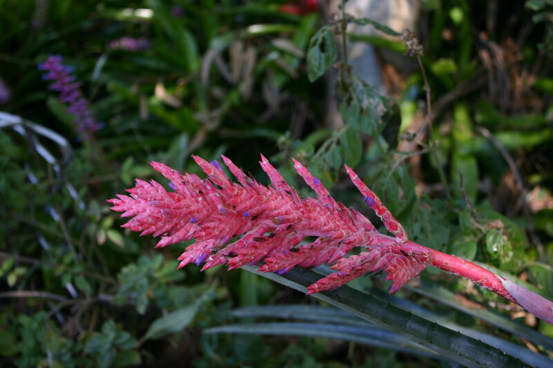 Pink Bromeliad Flower — Natural, Afternoon