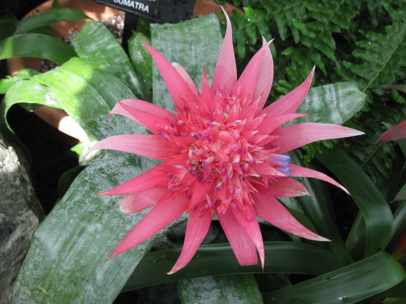 Pink Bromeliad Flower — Natural, Photograph, Green Leaves, Pot