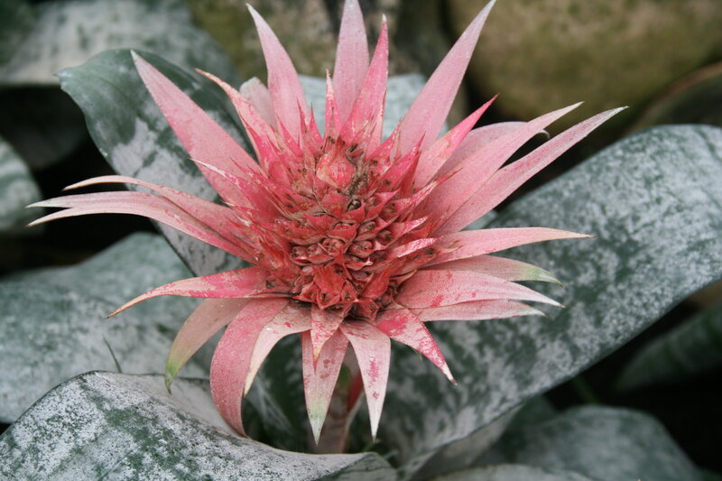 Pink Bromeliad Flower — Natural, Photograph, Leaves
