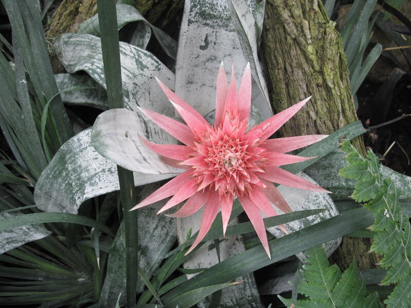 Pink Bromeliad Flower — Natural, Photograph, Plant, Leaf