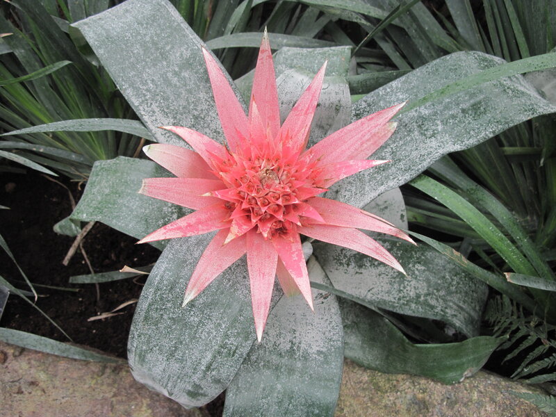 Pink Bromeliad Flower — Natural, Photograph, Plant, Leaves, Soil