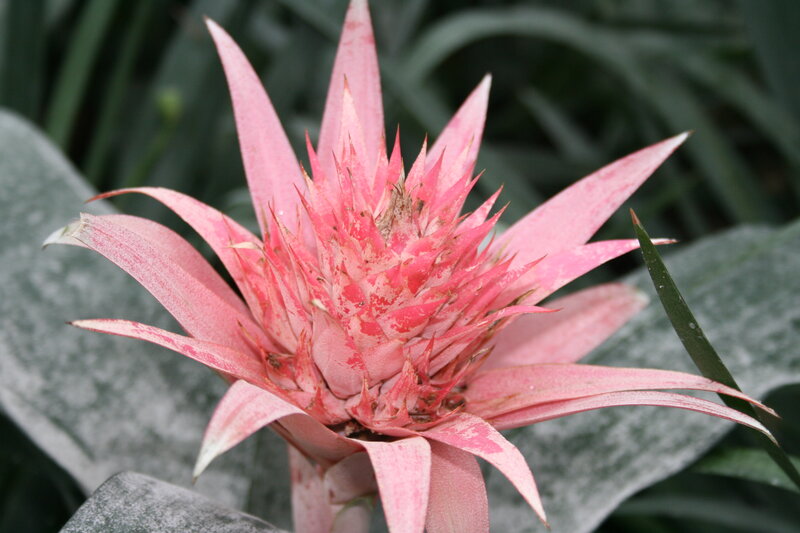 Pink Bromeliad Flower — Natural, Photograph, Plant, Leaves